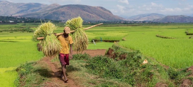 World Food Day LIVE: The task of feeding the world